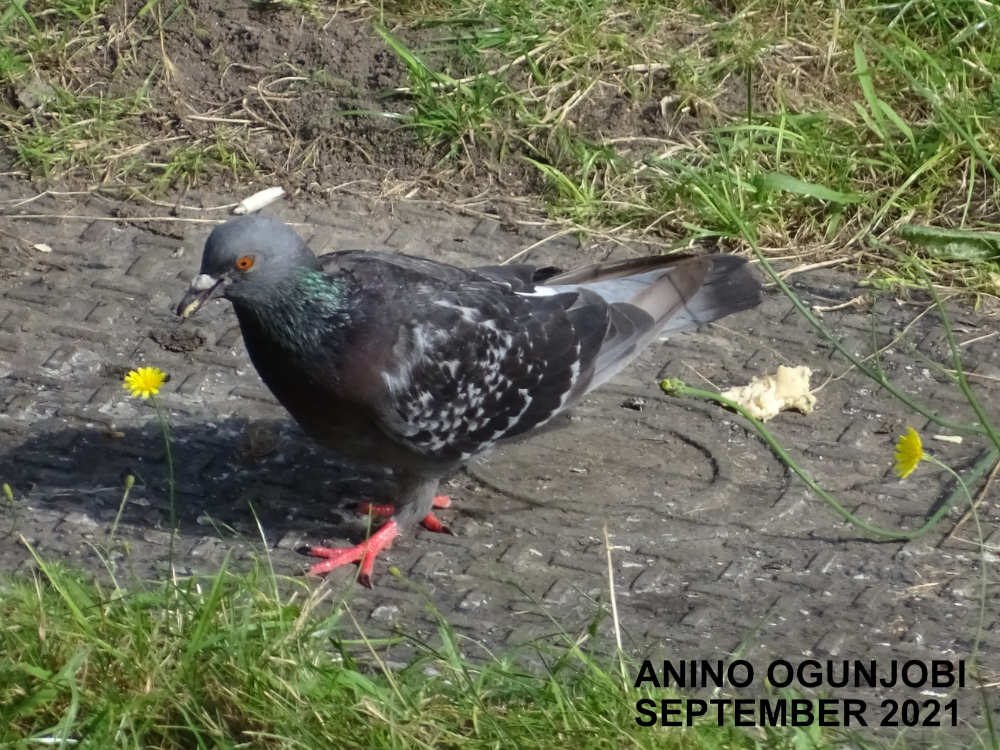 rock-pigeon-by-Anino-Ogunjobi-and-Crafters-TV
