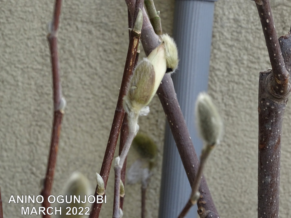 Magnolia-bud-bursting-into-bloom-by-Anino-Ogunjobi-and-Crafters-TV
