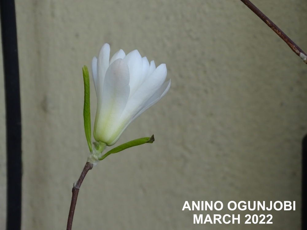 bloom-of-the-Magnolia-Stellata-by-Anino-Ogunjobi-and-Crafters-TV
