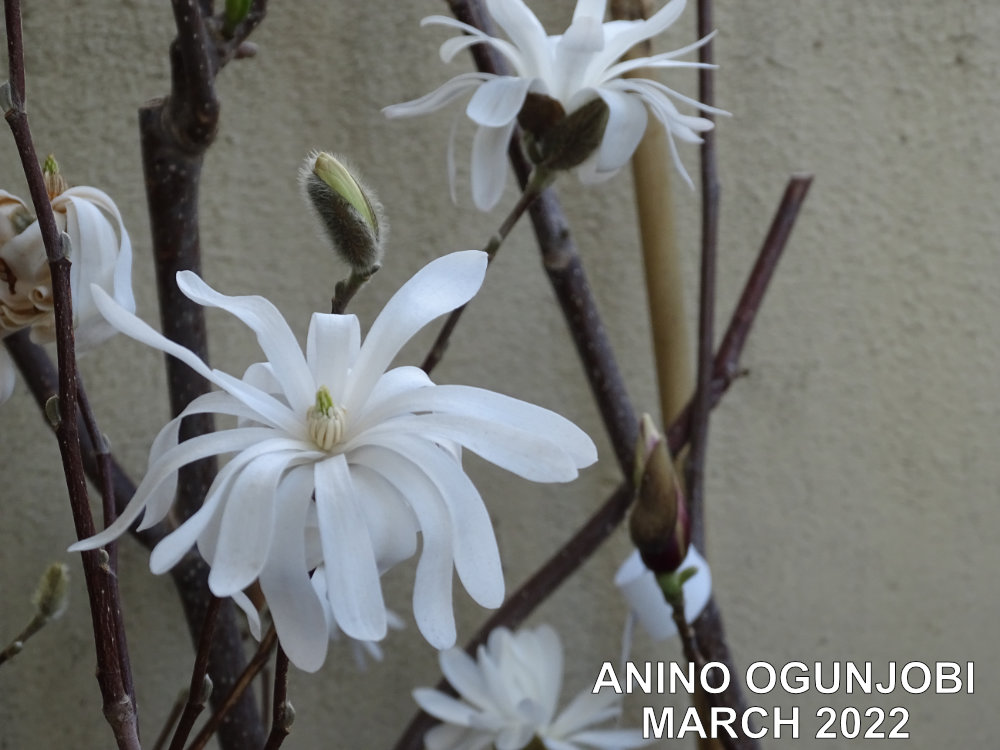 blooms-and-buds-of-the-Magnolia-Stellata-by-Anino-Ogunjobi-and-Crafters-TV-1